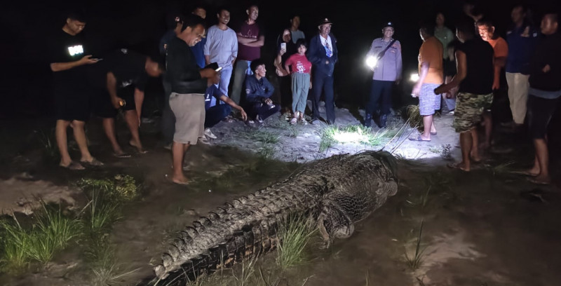 Buaya 7 Meter Hasil Tangkapan Warga Di Kolaka Timur Masih Tertahan Di Bantaran Sungai