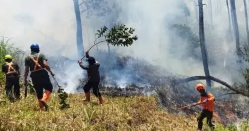 Lahan Pinus Di Batu Terbakar,Asap Terlihat Hingga 10 KM