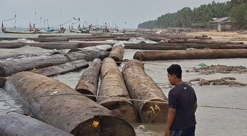 Ratusan Kayu Gelondongan Raksasa Mendadak Terdampar di Pantai Sumenep